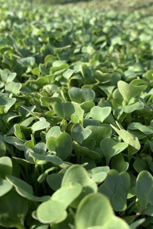 Chef in hotel or restaurant kitchen cooking, only hands. He is working on the micro herb decoration. Preparing tomato soup Chef in hotel or restaurant kitchen cooking, only hands. He is working on the micro herb decoration. Preparing tomato soup.
