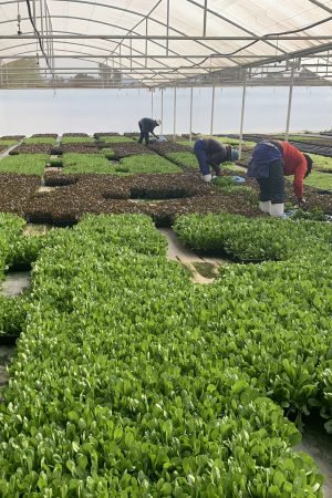Chef in hotel or restaurant kitchen cooking, only hands. He is working on the micro herb decoration. Preparing tomato soup Chef in hotel or restaurant kitchen cooking, only hands. He is working on the micro herb decoration. Preparing tomato soup.