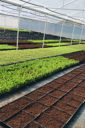 Chef in hotel or restaurant kitchen cooking, only hands. He is working on the micro herb decoration. Preparing tomato soup Chef in hotel or restaurant kitchen cooking, only hands. He is working on the micro herb decoration. Preparing tomato soup.