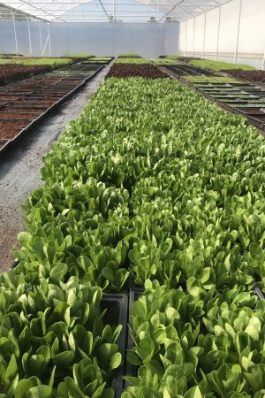Chef in hotel or restaurant kitchen cooking, only hands. He is working on the micro herb decoration. Preparing tomato soup Chef in hotel or restaurant kitchen cooking, only hands. He is working on the micro herb decoration. Preparing tomato soup.